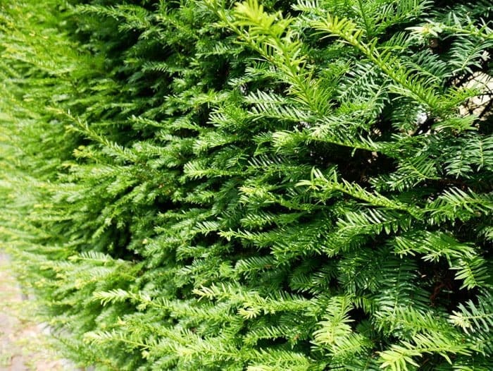 thuja online bestellen Jetzt Lebensbaum Torwächter 'Smaragd' online kaufen bei Bohlken  Pflanzenversand – Bohlken Pflanzenversand GbR main image 1