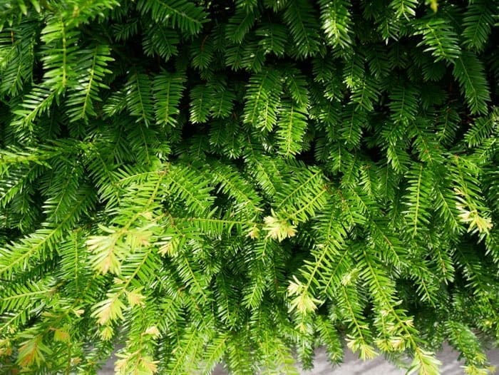 Mchten Sie Taxus Baccata 120/140 cm als Heckenpflanze kaufen?
