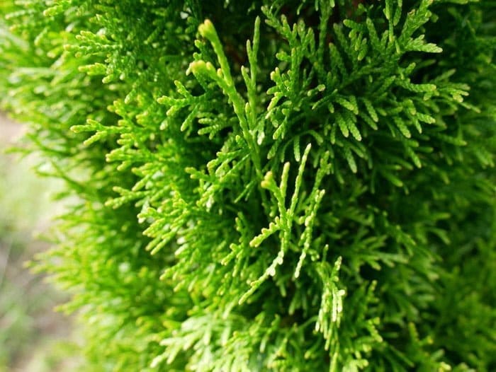 Thuja Brabant 160/180 cm als Heckenpflanze | Heckenpflanzen Kaufen