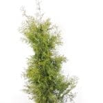 Thuja Brabant im Topf 120/140 cm