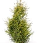 Thuja Brabant im Topf 160/180 cm