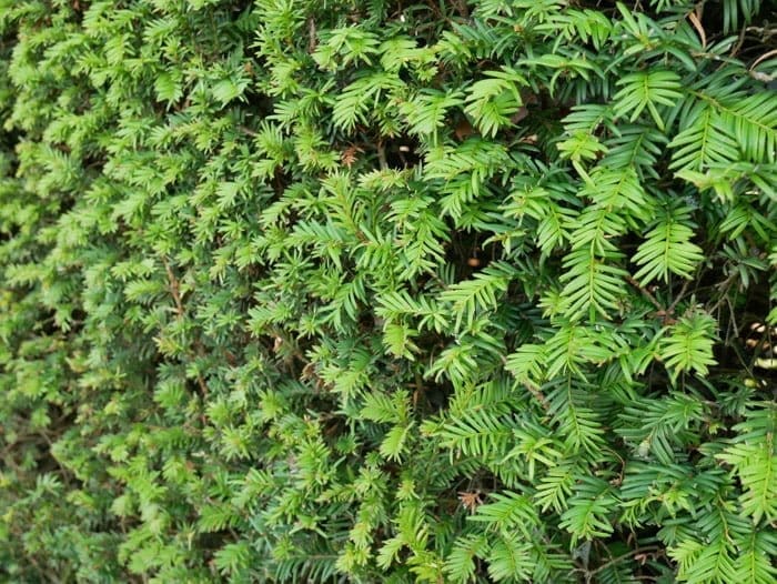 Eibenhecke Taxus Baccata 80/100 cm kaufen? Heckenpflanze Kaufen