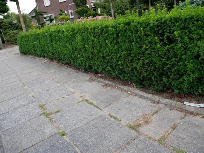 villa thuja Thuja Virginian™