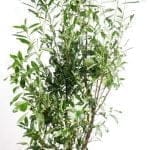 Lorbeer Caucasica 175/200 cm (kopie)