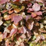 Rotbuchenhecke - Fagus Sylvatica Atropurpurea im Topf 150/175 cm