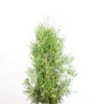 Thuja Brabant im Topf 100/120 cm