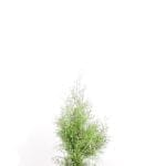 Thuja Brabant im Topf 60/80 cm