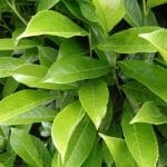 Lorbeer Genolia 60/80 cm