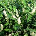 Lorbeer Herbergii 60/80 cm