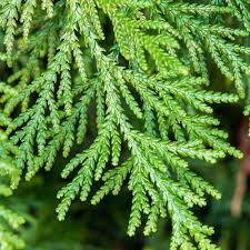 Thuja Smaragd 100/120 cm als Heckenpflanze | Heckenpflanzen Kaufen