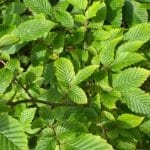 Hainbuche - Carpinus Betulus 80/100 cm