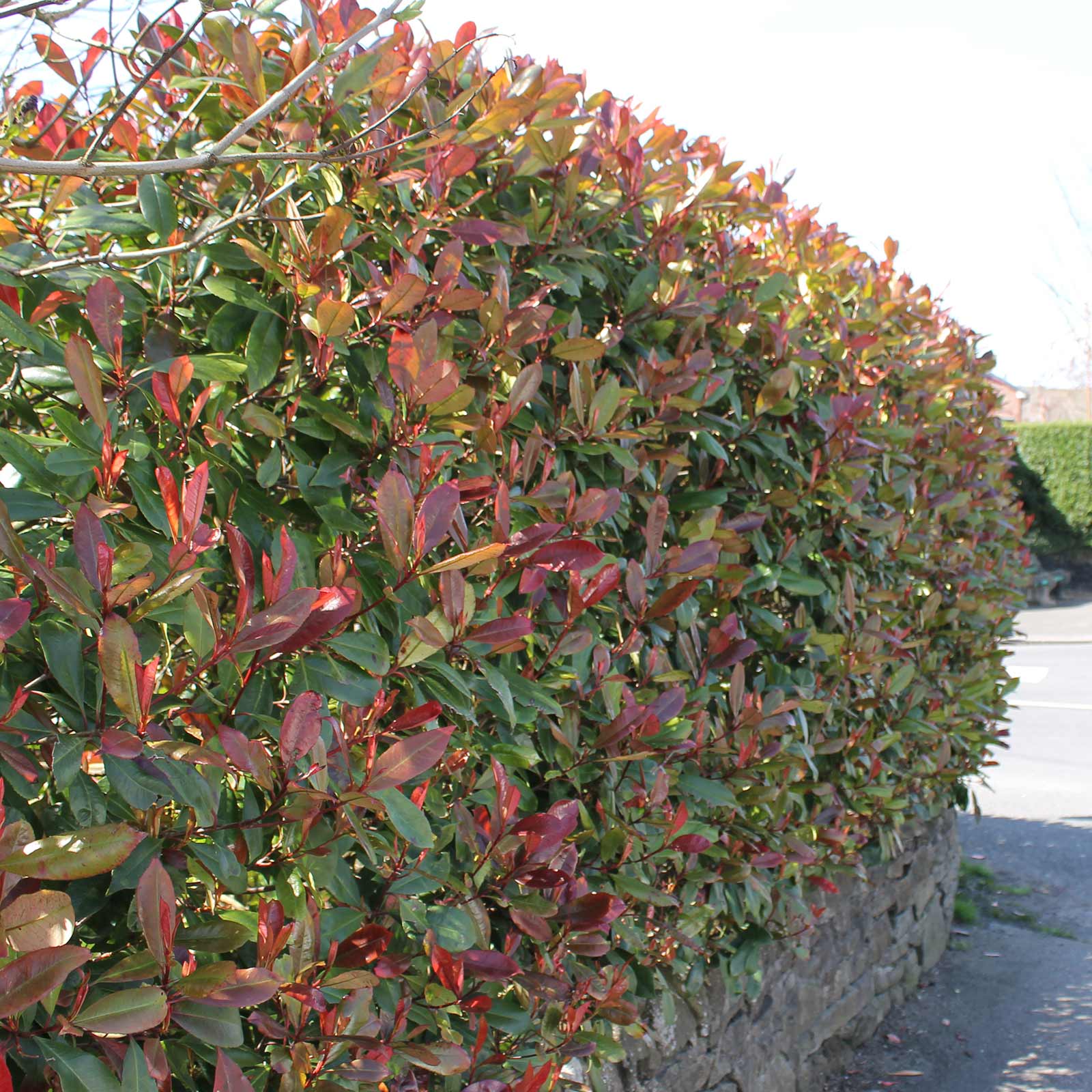 Photinia Fraseri Red Robin - Glanzmispel 100/125 cm | Heckenpflanzen