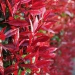 Photinia Fraseri Rotkehlchen - Glanzmispel 150/175 cm