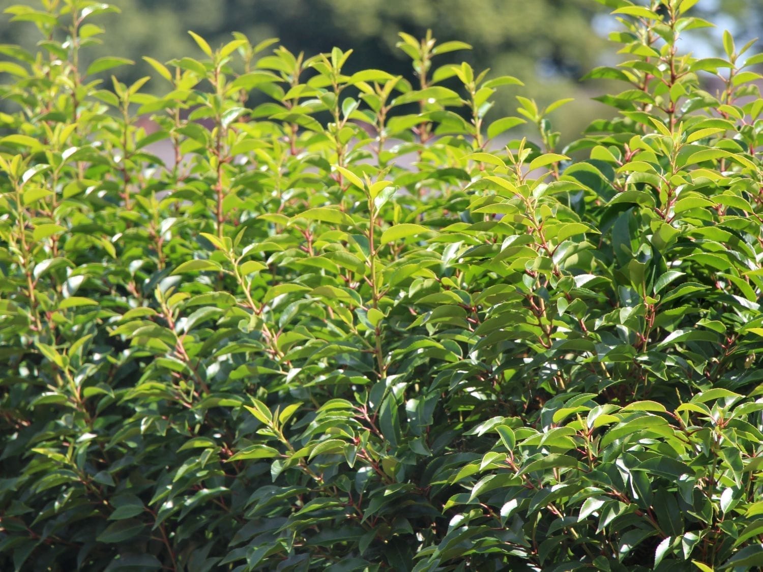 Portugiesischer Lorbeer 150/175 cm | Heckenpflanzen Kaufen (Prunus  Lusitanica Angustifolia)