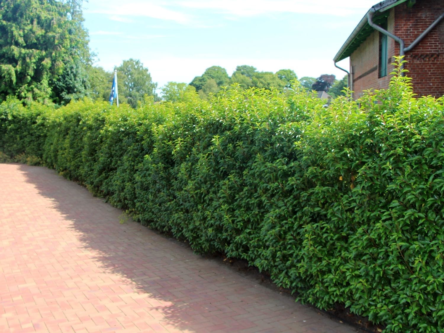 Portugiesischer Lorbeer 60/80 cm | Heckenpflanzen Kaufen (Prunus Lusitanica  Angustifolia)