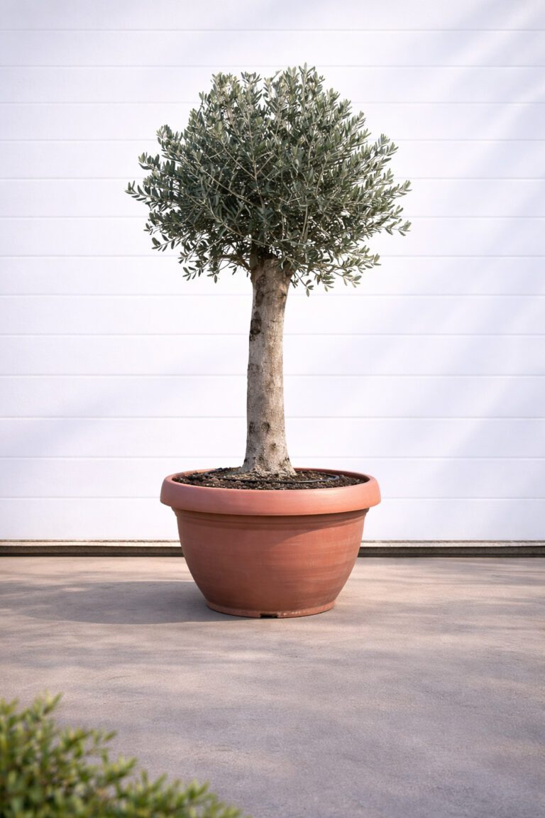 Olivenbaum Olea Europaea 140-160 cm (Stammumfang 36 cm) - Heckenpflanzen  Kaufen