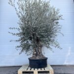 Olivenbaum Olea Europaea 250-300 cm Größter niedriger Kübel (Stammumfang 100 cm)