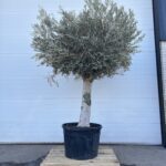 Olijfboom Olea Europaea 250-300 Hoge kuip nieuwe stam stamomtrek 75cm