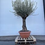 Olijfboom Olea Europaea 300cm Grote oranje kuip hoge stam stamomtrek 95cm
